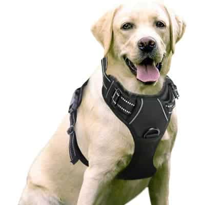 Rabbitgoo- Best Dog Harnesses