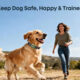 Best Dog Bark Collars for Safer and Quieter Training