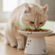 Best Bowls for Cats