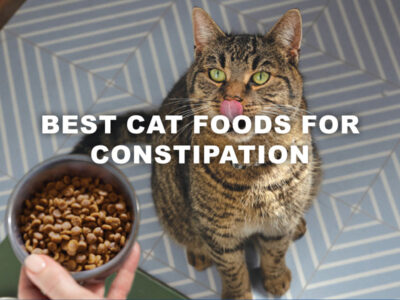 Best Cat Foods for Constipation