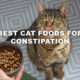 Best Cat Foods for Constipation