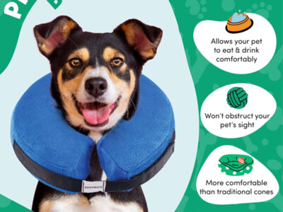Best Dog Recovery Collars and Cones