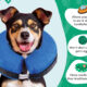Best Dog Recovery Collars and Cones