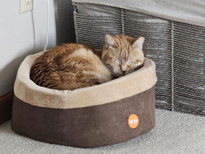 Best Heated Cat Beds