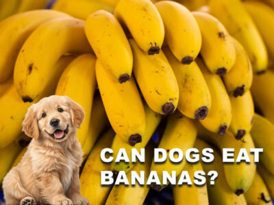 Can Dogs Eat Bananas? Benefits, Risks & Safe Feeding Guide