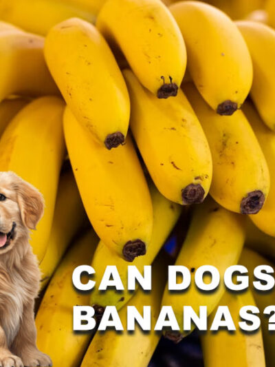 Can Dogs Eat Bananas? Benefits, Risks & Safe Feeding Guide