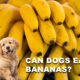Can Dogs Eat Bananas? Benefits, Risks & Safe Feeding Guide