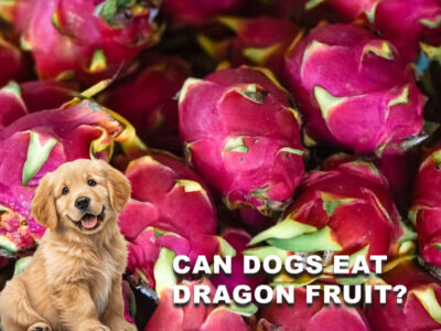 Can Dogs Eat Dragon Fruit? Benefits, Risks & Safe Feeding Guide