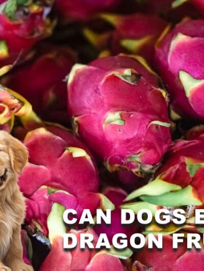 Can Dogs Eat Dragon Fruit? Benefits, Risks & Safe Feeding Guide