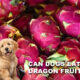 Can Dogs Eat Dragon Fruit? Benefits, Risks & Safe Feeding Guide