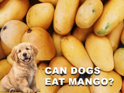 Can Dogs Eat Mango? Benefits, Risks & Safe Feeding Tips