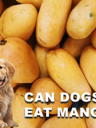 Can Dogs Eat Mango? Benefits, Risks & Safe Feeding Tips