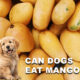 Can Dogs Eat Mango? Benefits, Risks & Safe Feeding Tips